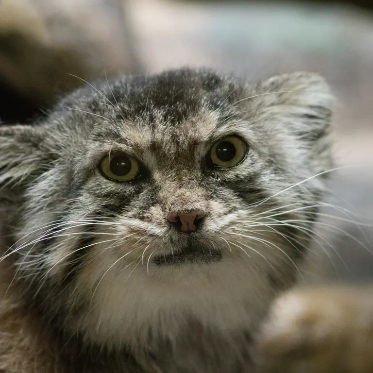 Фотография Примулы в Зоопарке Уено