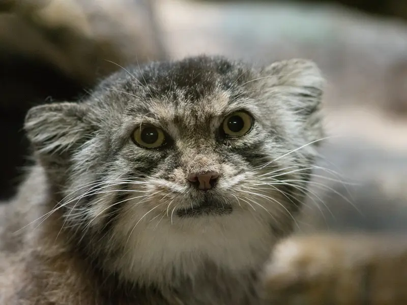 Фотография Примулы в Зоопарке Уено