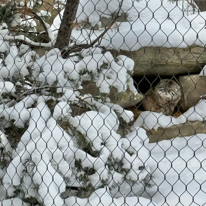 Фотография Олафа в Зоопарке Калгари / Институте Уайлдере