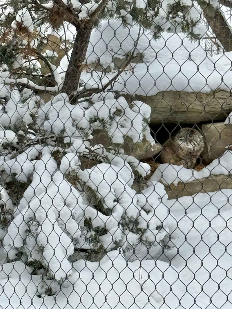 Фотография Олафа в Зоопарке Калгари / Институте Уайлдере