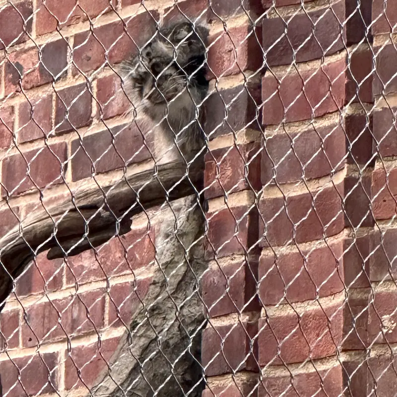 Фотография с манулом в Зоопарке Проспект-парка