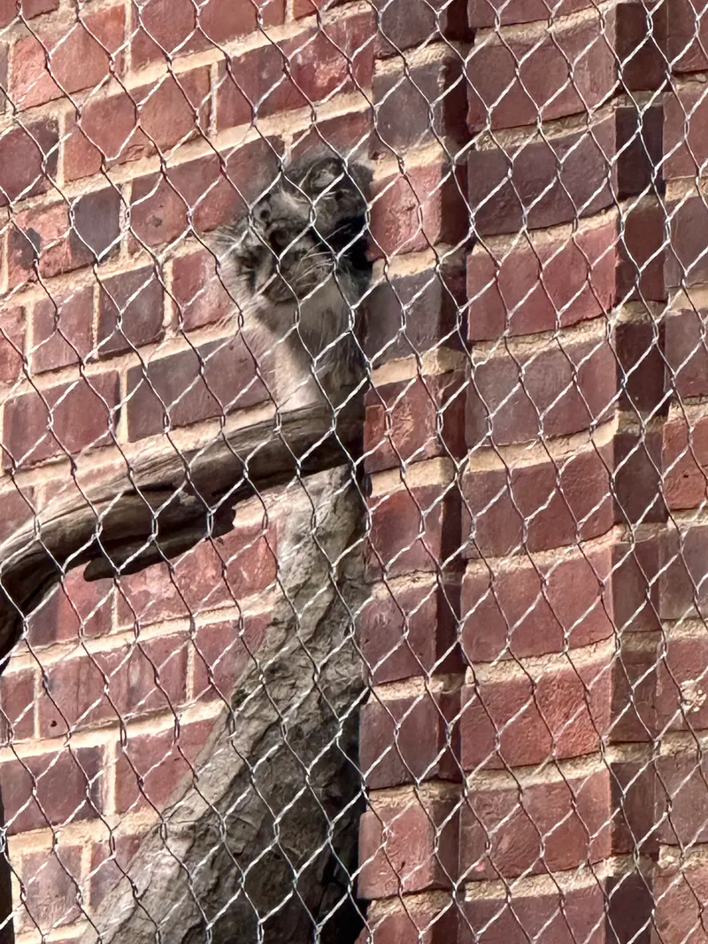 Фотография с манулом в Зоопарке Проспект-парка