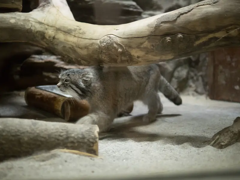 Фотография Клёна в Зоопарке Уено