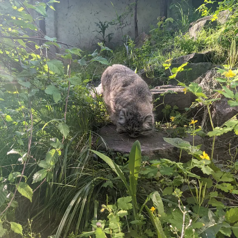 Фотография Бохуша в Будапештском Зоопарке