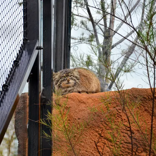 Фотография Спая в Пражском Зоопарке