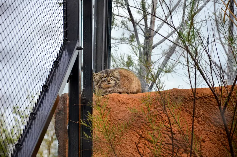 Фотография Спая в Пражском Зоопарке