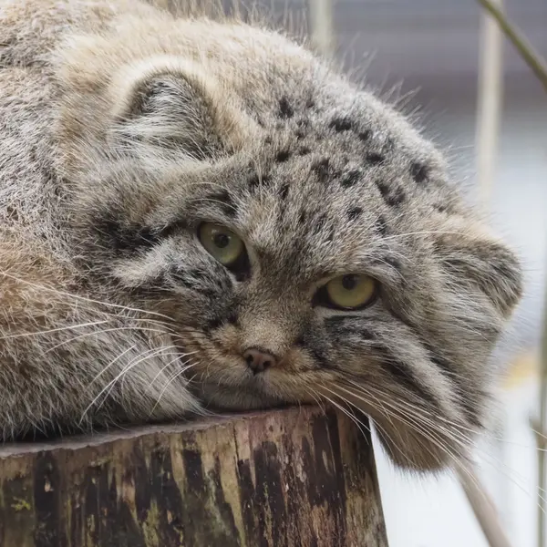 Фотография Зая в Гданском Зоопарке