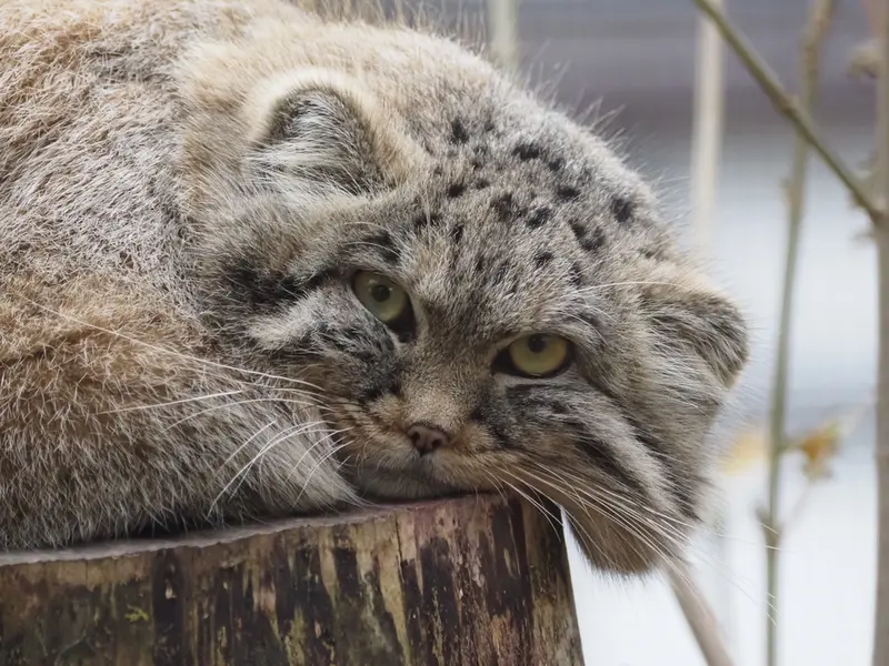 Фотография Зая в Гданском Зоопарке