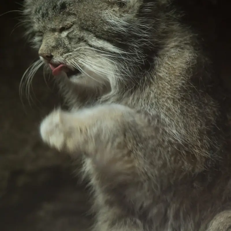 Фотография Клёна в Зоопарке Уено