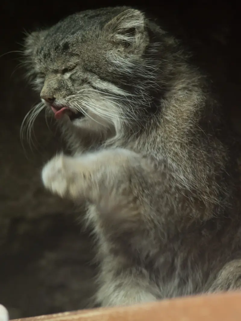 Фотография Клёна в Зоопарке Уено