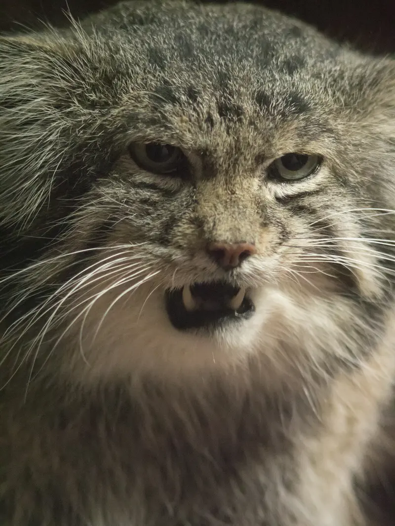 Фотография Клёна в Зоопарке Уено