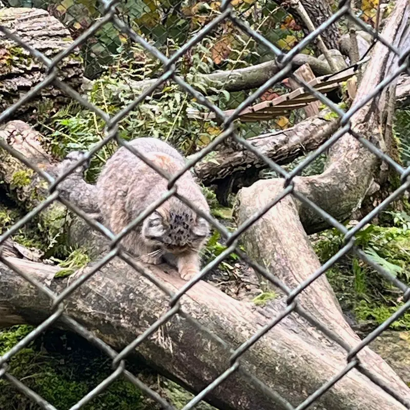 Фотография с манулом