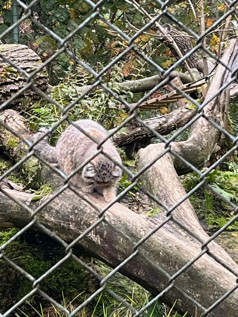 Фотография с манулом