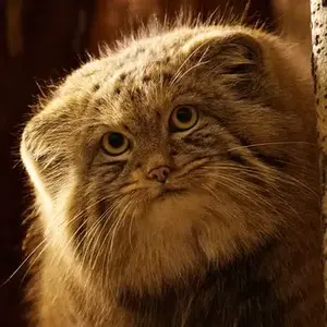 Фотография Шу в Ленинградском Зоопарке