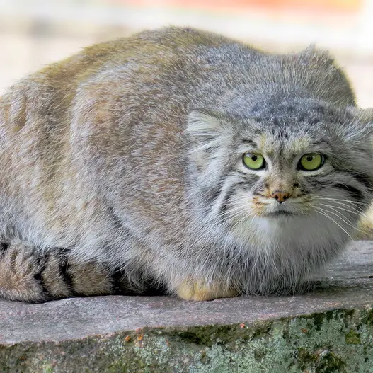 Фотография Агнеты в Зоопарке Паркен
