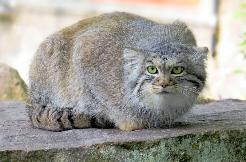 Фотография Агнеты в Зоопарке Паркен