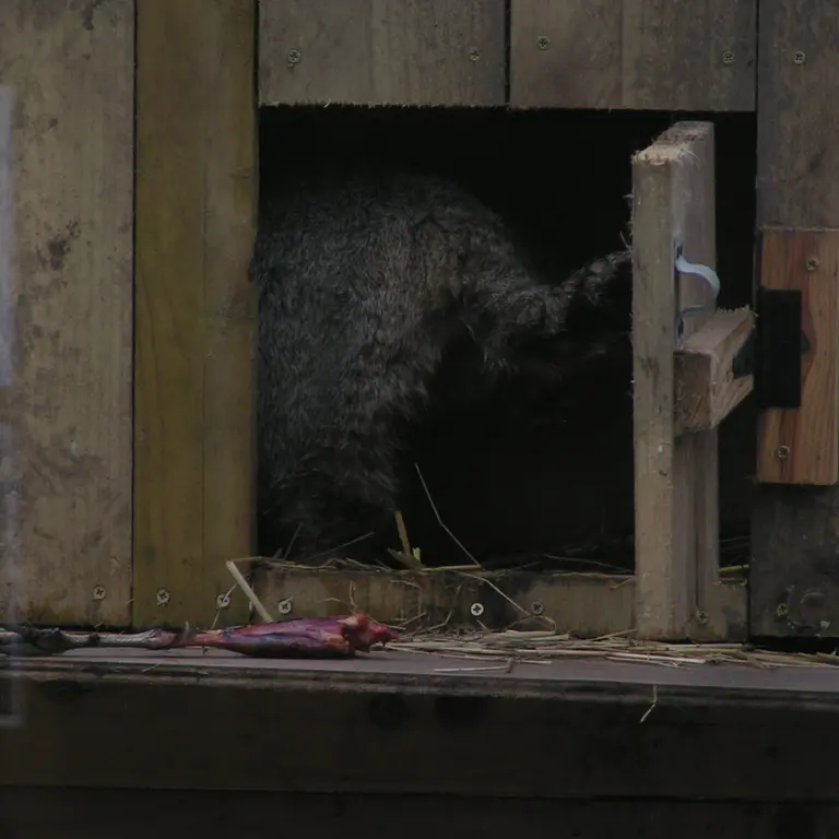 Фотография Алтая в Лэйклэнде Вайлдлайф Оазисе