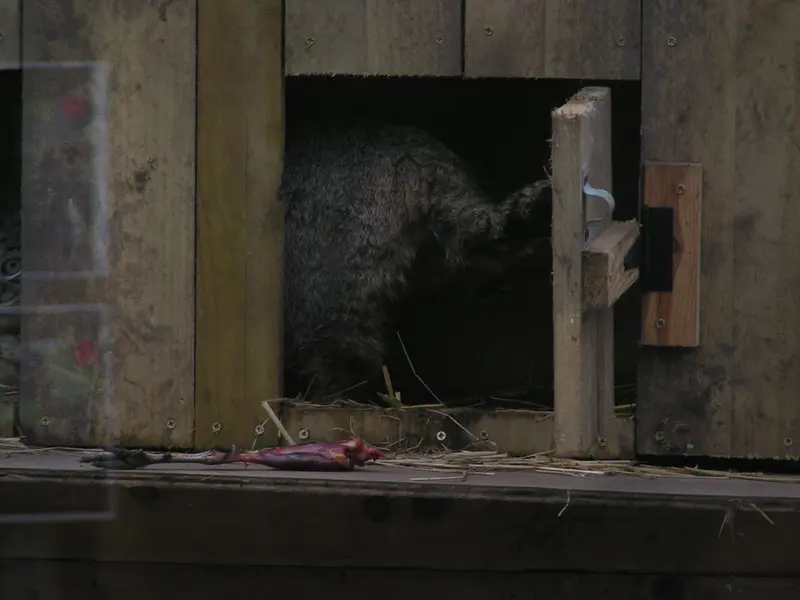 Фотография Алтая в Лэйклэнде Вайлдлайф Оазисе