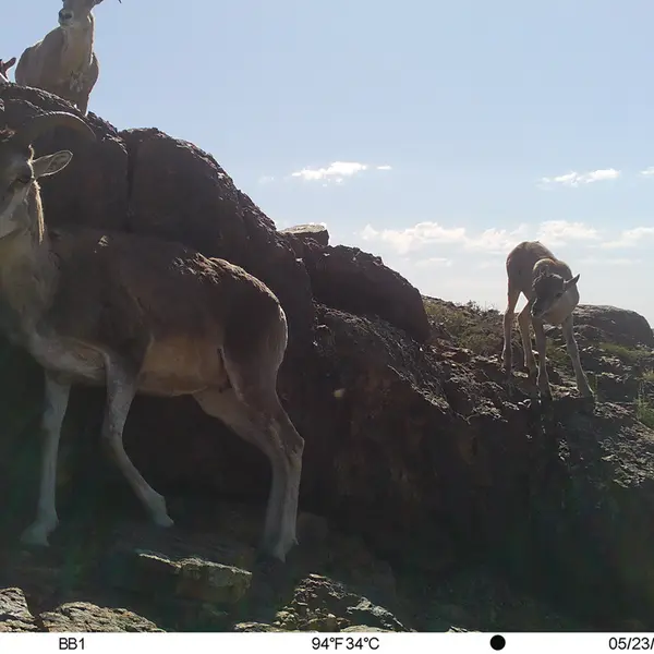 Фотография Аргали с фотоловушки Актас-Кункора