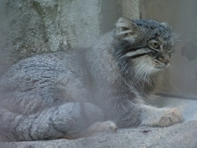 Фотография Фиги в Зоопарке Ногеяма