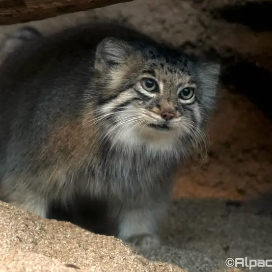 Фотография Аз в Царстве Животных Кобе