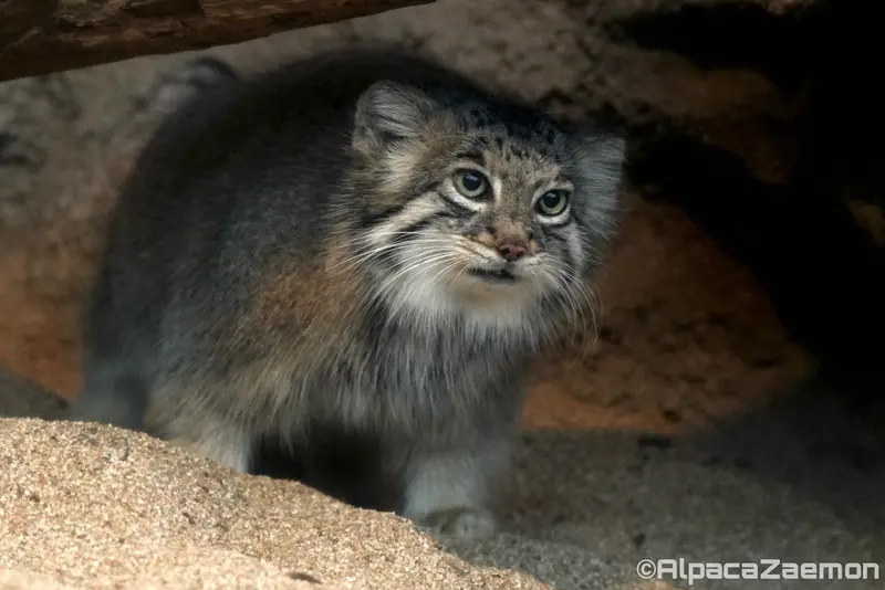 Фотография Аз в Царстве Животных Кобе