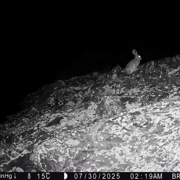 Фотография Заяц-Русака с фотоловушки Жанатор [новинка]