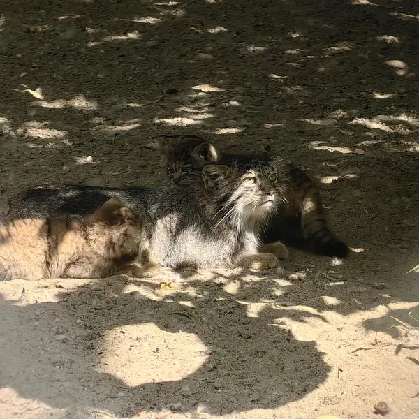 Фотография Рыжего в Новосибирском Зоопарке