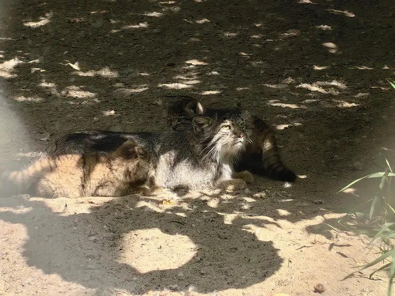 Фотография Рыжего в Новосибирском Зоопарке