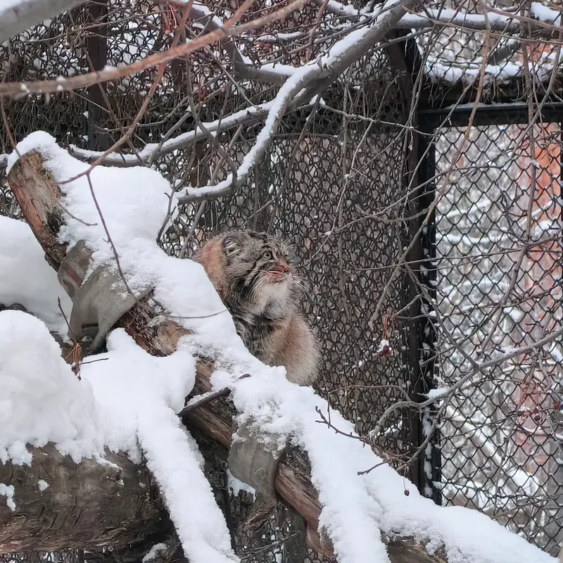 Фотография Ачи в Новосибирском Зоопарке