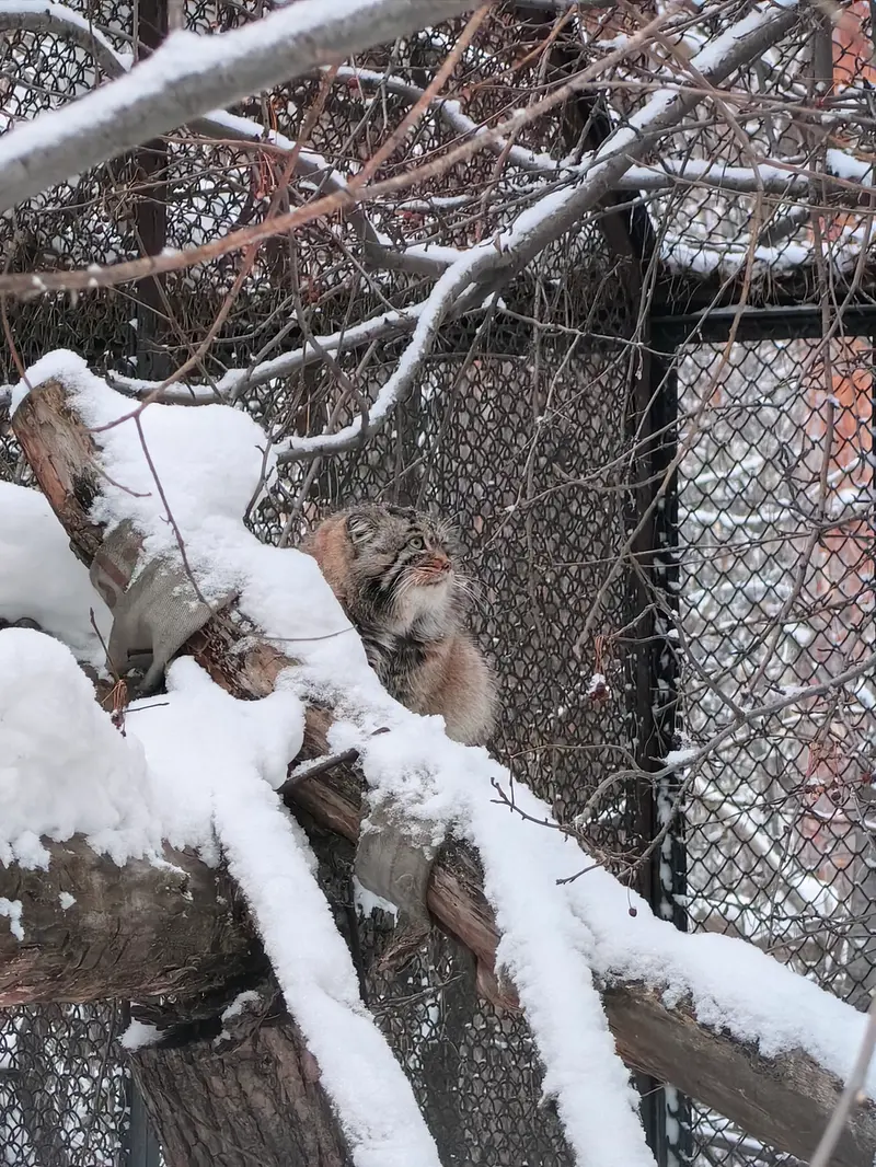 Фотография Ачи в Новосибирском Зоопарке