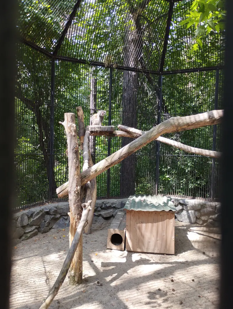 Фотография с манулом в Новосибирском Зоопарке