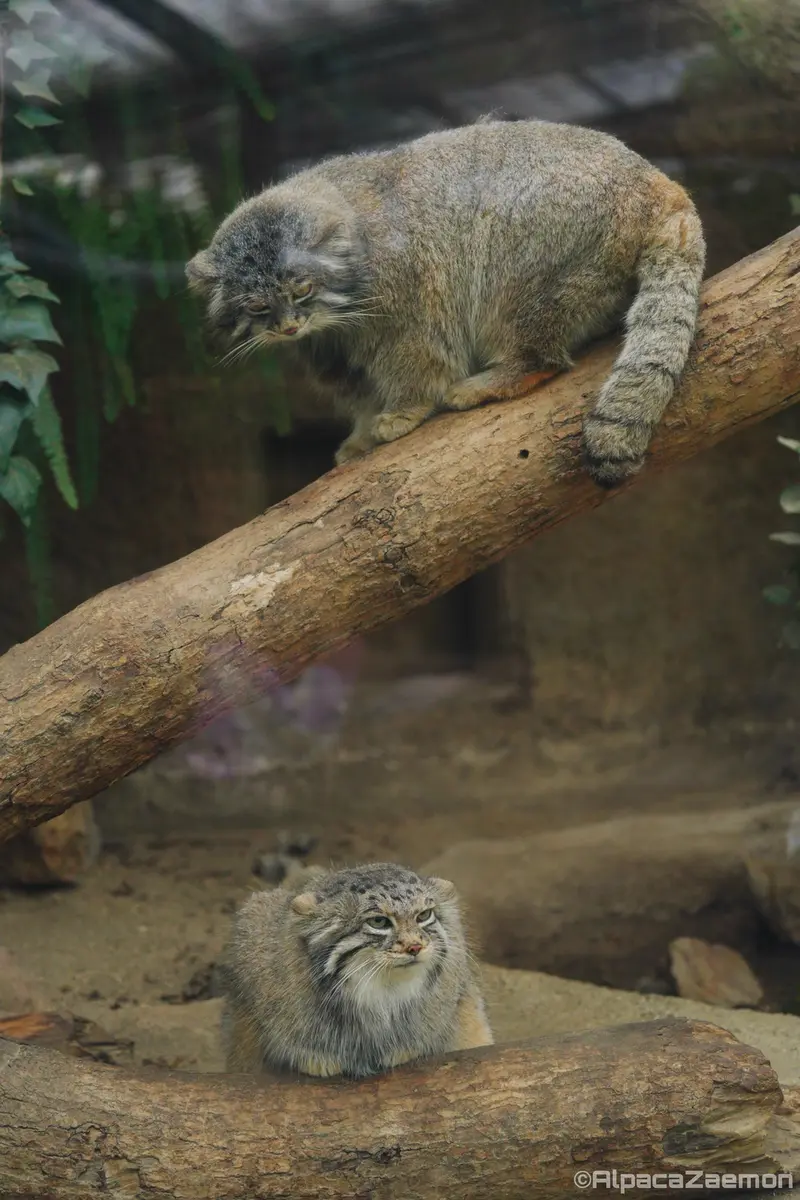 Фотография Аз и Нара в Царстве Животных Кобе