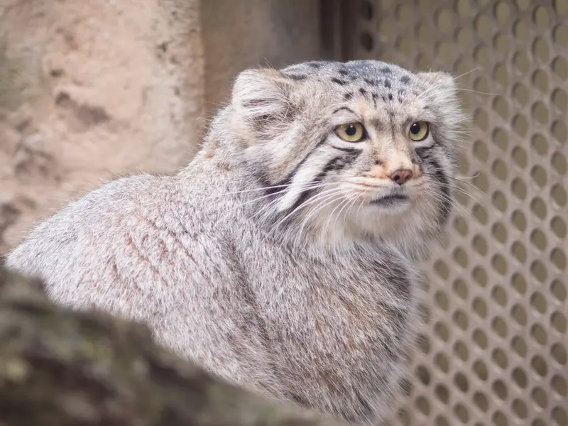 Фотография Нагому в Царстве Животных Насу