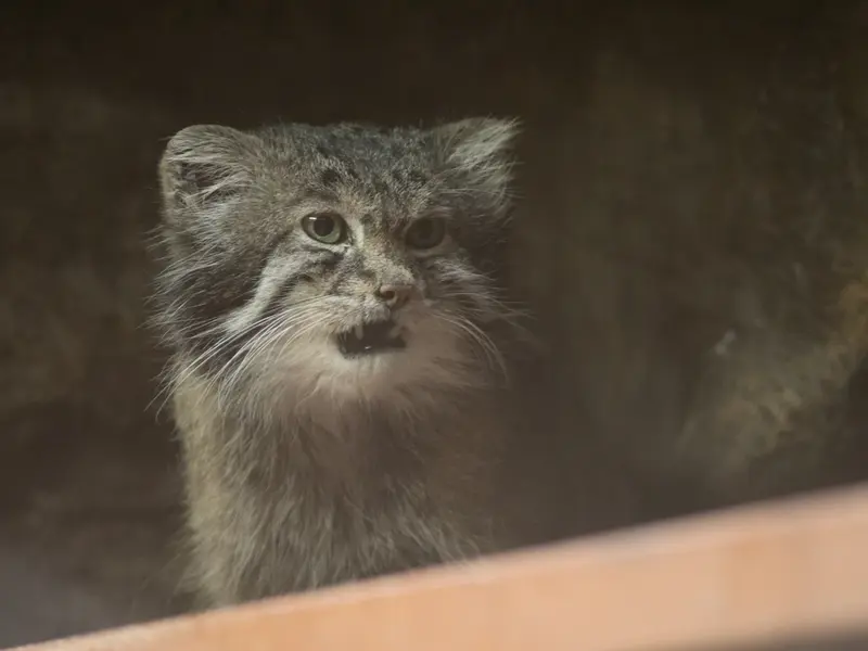 Фотография Клёна в Зоопарке Уено