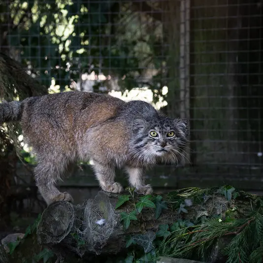 Фотография Кулки в Зоопарке Бэнхэм