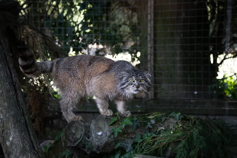 Фотография Кулки в Зоопарке Бэнхэм