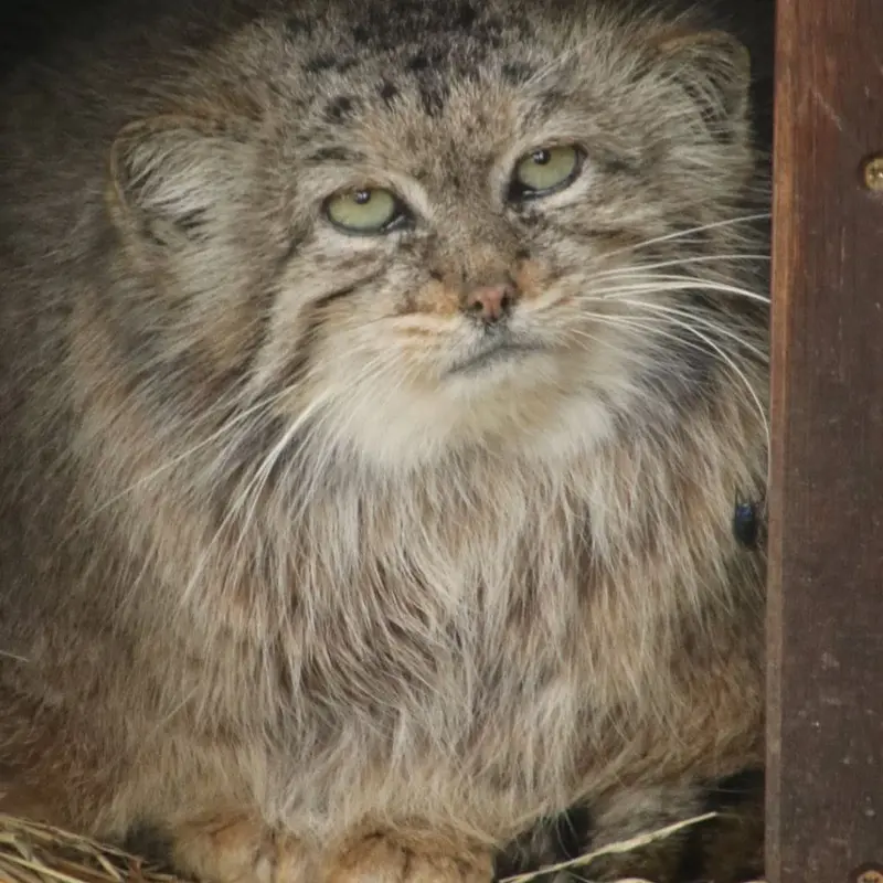 Фотография Чогори в Зоопарке Брно