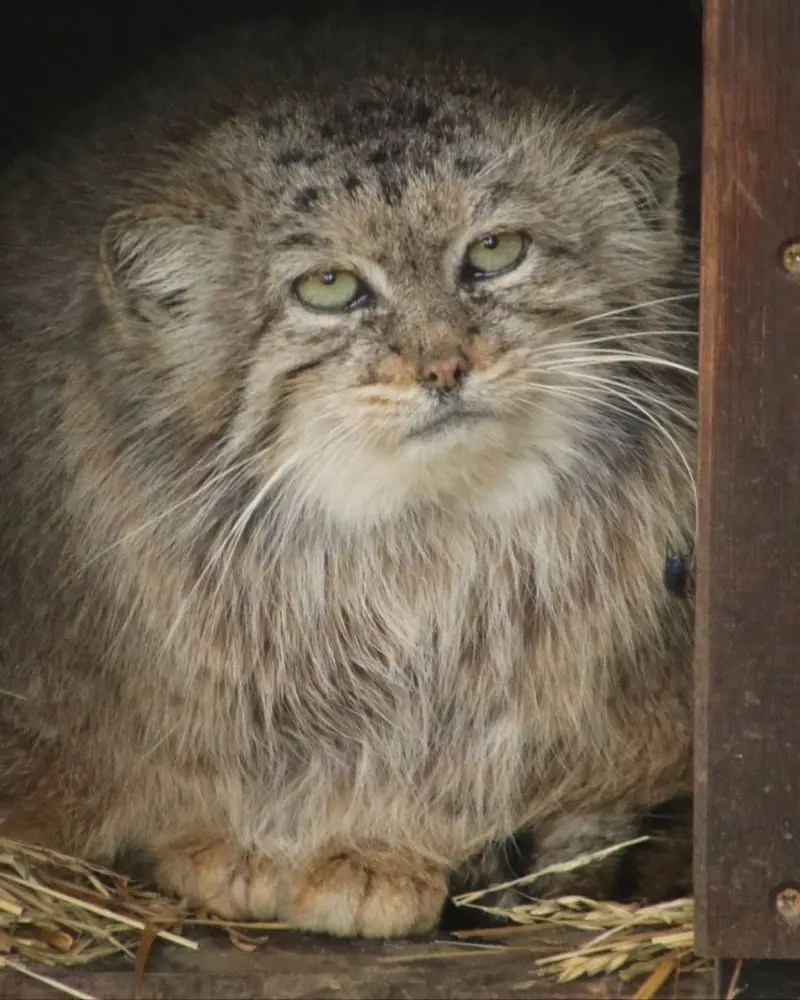Фотография Чогори в Зоопарке Брно