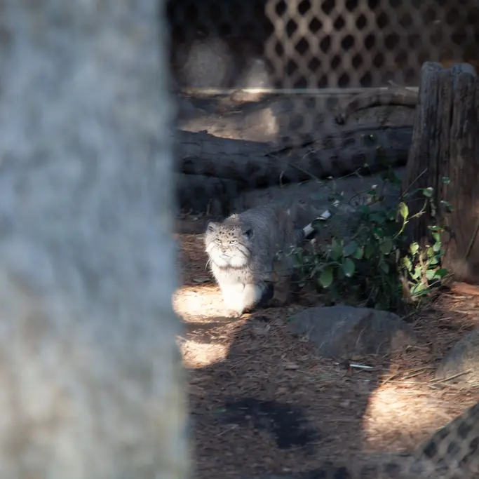 Фотография Бату в Зоопарке Проспект-парка