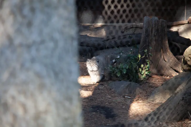 Фотография Бату в Зоопарке Проспект-парка