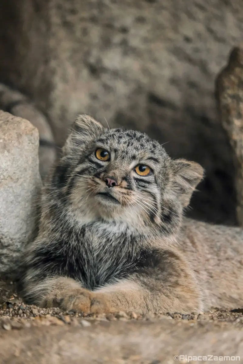 Фотография Мей в Царстве Животных Кобе