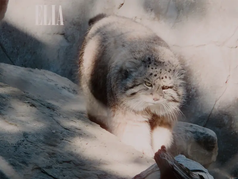 Фотография Олафа в Зоопарке Калгари / Институте Уайлдере