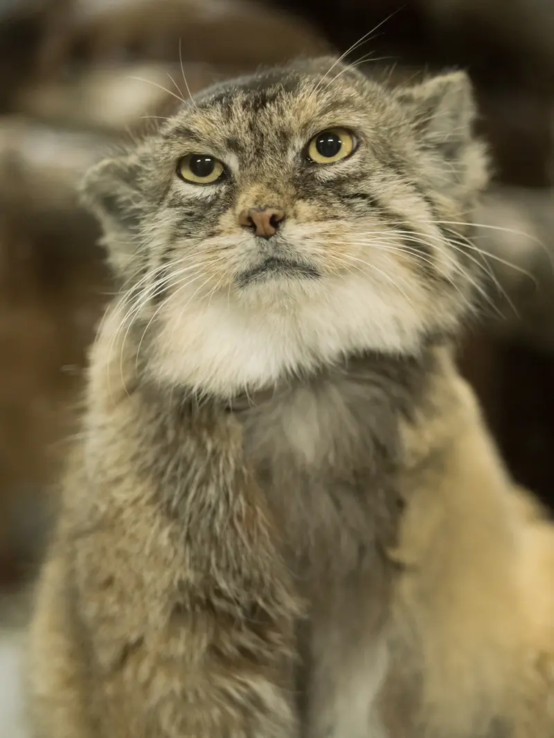 Фотография Примулы в Зоопарке Уено