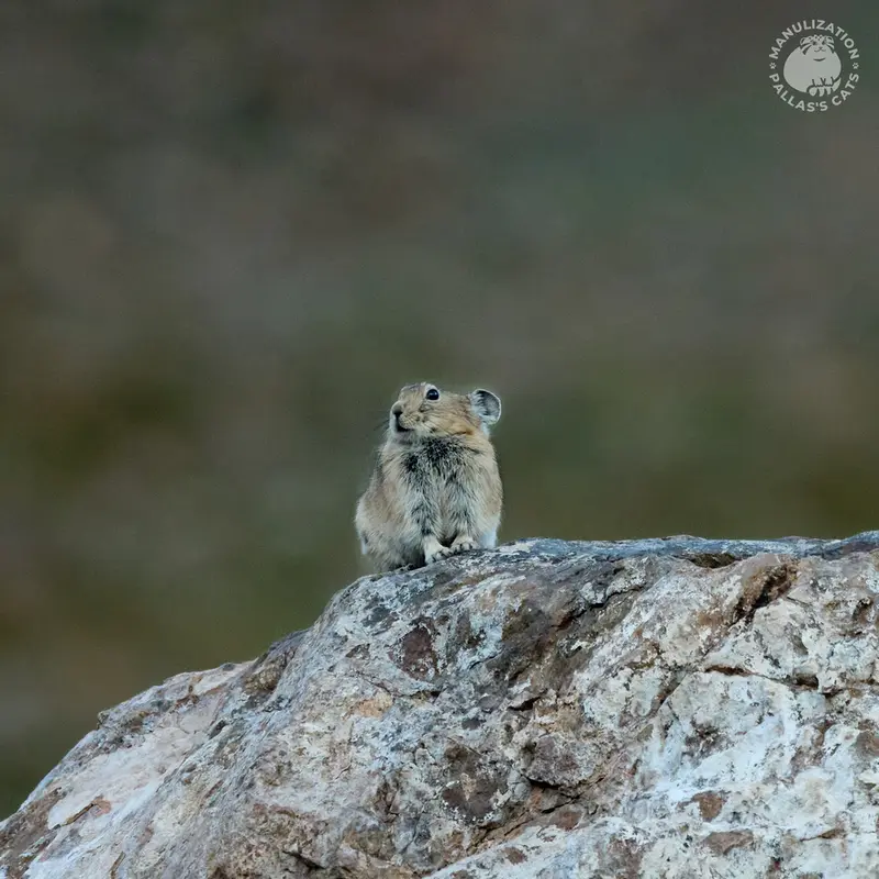 Фотография с манулом