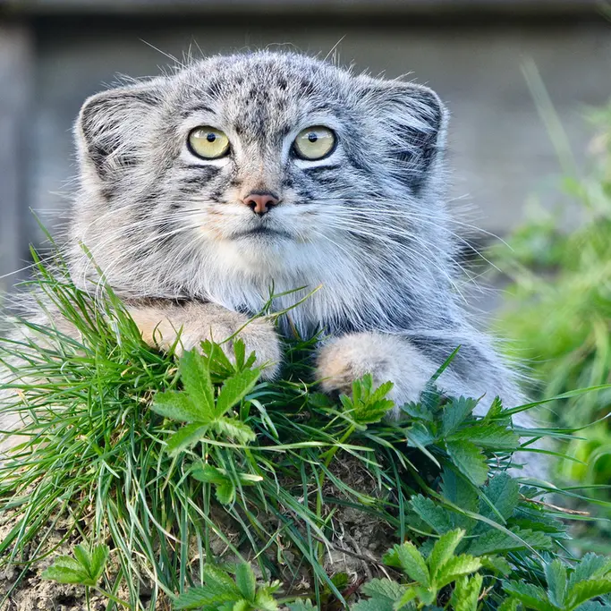 Фотография Хараа в Парке диких животных Порт-Лимпн