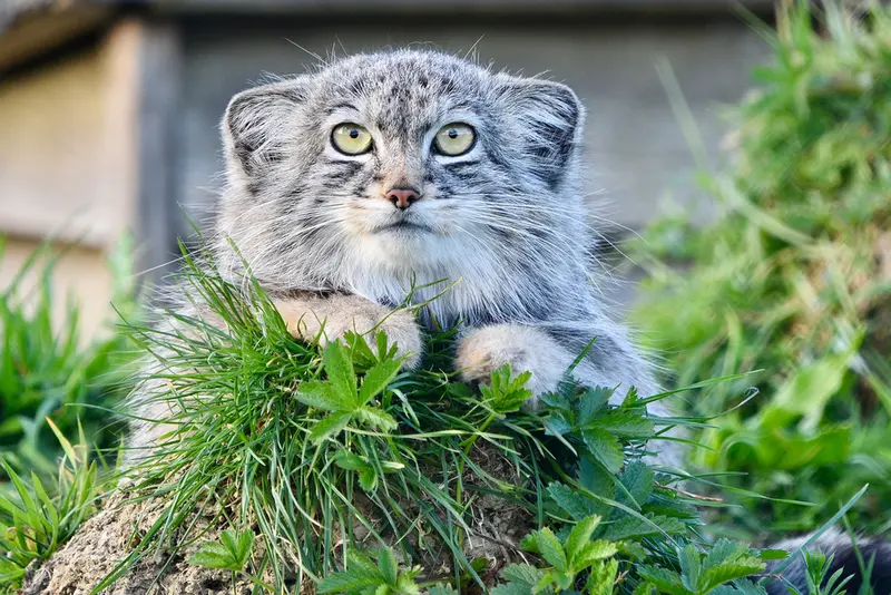 Фотография Хараа в Парке диких животных Порт-Лимпн