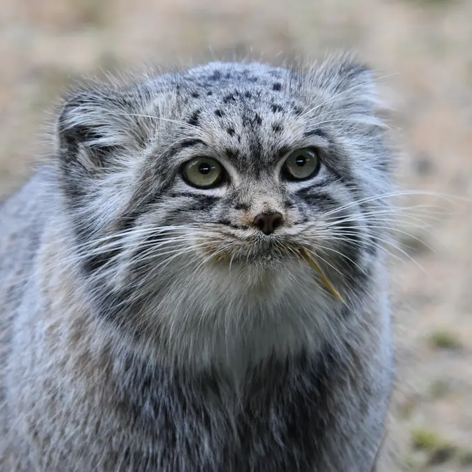Фотография Атлана в Парке диких животных Порт-Лимпн