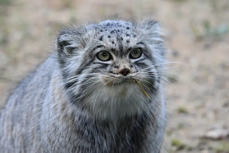Фотография Атлана в Парке диких животных Порт-Лимпн