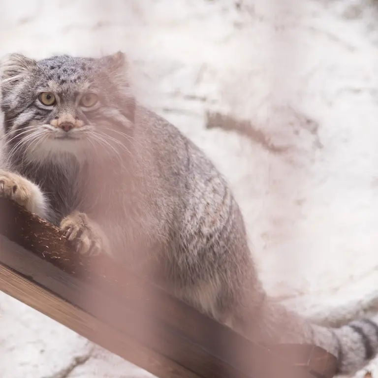 Фотография Фиги в Зоопарке Ногеяме